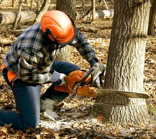 Tree Removal in Summit Hill, PA